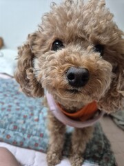 강아지
