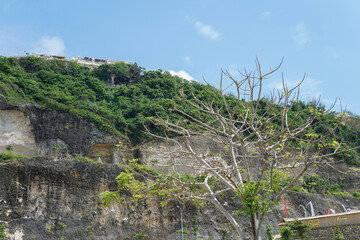 Coastal Cliffside Vista with Verdant Greenery and Rocky Texture featuring a skeletal tree...