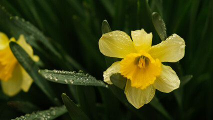 Close up shot of a daffodil flowers with dew drops against dark blurred dackground.