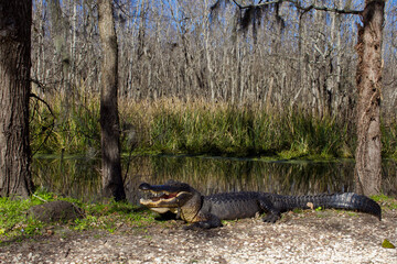 American Alligator with Open Mouth at Brazos Bend State Park, Texas