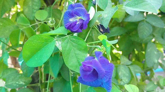 Close up of vibrant blue Clitoria ternatea or butterfly pea flower with green leaves in natural light suitable for botanical herbal and nature concepts.