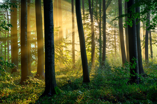 Beautiful sunny morning in green forest