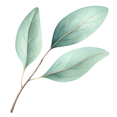 Watercolor eucalyptus leaves illustration for wedding invitation card design and background element art