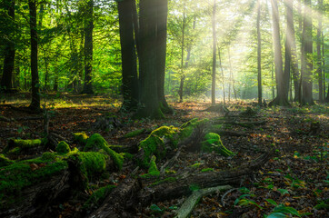 Beautiful sunny morning in green forest