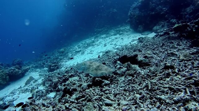 cuttlefish changes colour