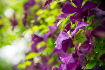 Naklejka premium Blooming clematis with petal texture in the light