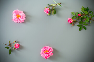Blooming rose buds with green foliage