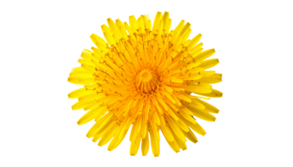 Bright Yellow Dandelion Blossom on White Background