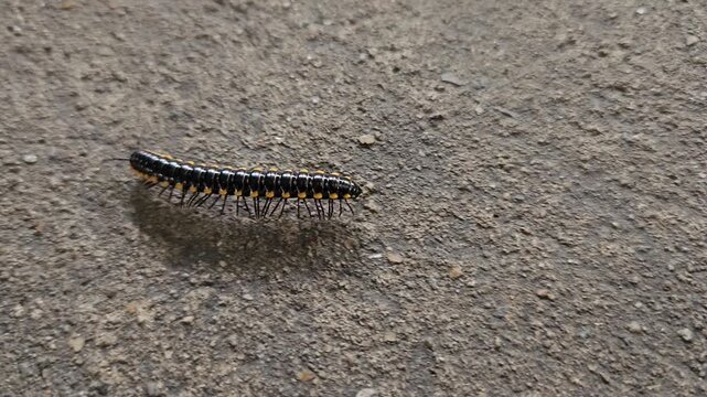 Geophilus sp. (Geophilomorpha) walking on the floor