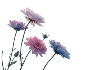 Delicate pastel chrysanthemums bloom against a stark black background