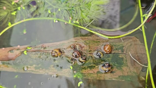 The six horned Nerite Snail (Clithon corona) on wood in freshwater aquarium. It is the single best snail in the aquarium hobby for eating algae and keep substrate clean.