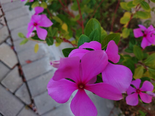purple orchid flowers