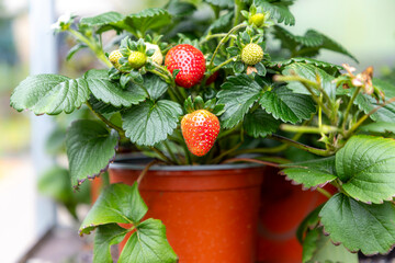 Growing strawberries in a grow bag, pot, plant. 