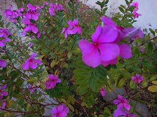purple flowers in the garden