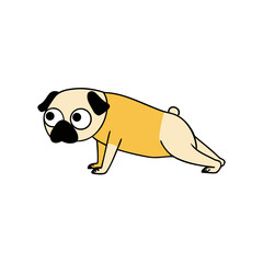 pug attempts a complex pose