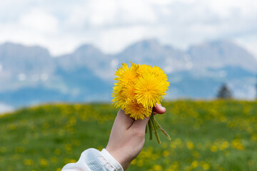 Female hand holding a bouquet of dandelions (Taraxacum). Meadow and Swiss Alps in the background,...