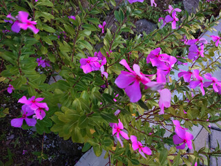purple flowers in the garden
