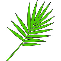 palm leaf isolated on white
