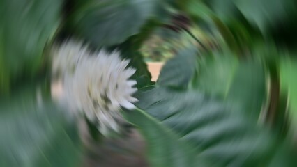 Green leaf background and white flower with a person perspective when hit by vertigo attacks,...