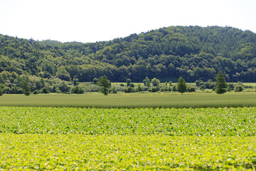 Green Farmland with a Forested Hill, Hokkaido, Japan