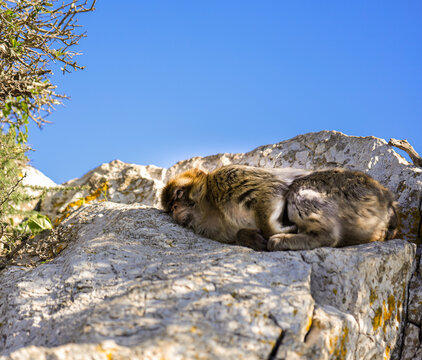 Gibraltar, Europa, śpiący, makak berberyjski