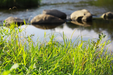 Tranquil River Scene with Rocks and Lush Green Grass on a Sunny Day