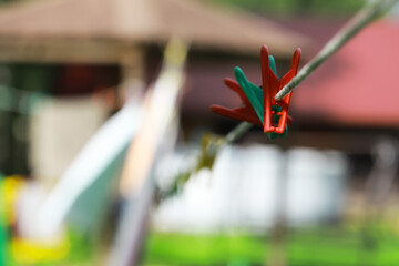 Colorful Clothespins on a Clothesline in Outdoor Backyard on a Sunny Day