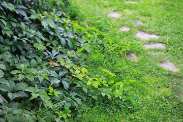 Lush Green Foliage with Stone Path in a Garden Setting