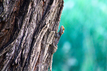 Lizard Perched on Tree Trunk with Blurred Background