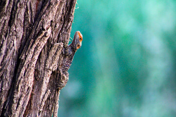 Lizard Perched on Tree Trunk with Blurred Background