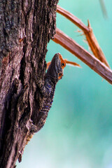 Lizard Perched on Tree Trunk with Blurred Background