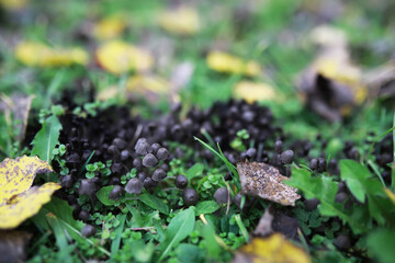 Close-up of Wild Mushrooms Growing Among Grass and Fallen Leaves in Forest Surrounding