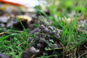 Forest Mushrooms Growing in Lush Green Grass with Autumn Leaves Background
