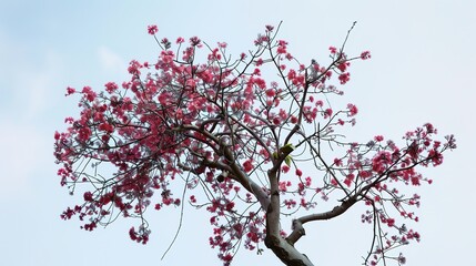 Fototapeta premium Enchanting Silk Tree Collection: Vibrant Mimosa Blooms, Fern-Like Foliage, and Graceful Canopies in Garden and Natural Settings, Perfect for Botanical Photography, Landscape Design, Floral Art