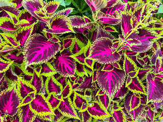 Top-down view of colorful coleus leaves with bright magenta, deep burgundy, and green edges forming a striking natural pattern. Vibrant tropical foliage suitable as a background texture.
