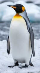 Fototapeta premium King penguin standing on snow