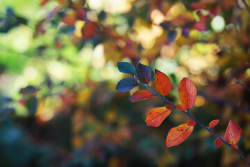 Vibrant Autumn Leaves in Soft Focus with a Bokeh Background