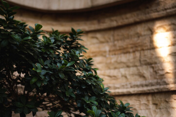 Green Plant by Stone Wall