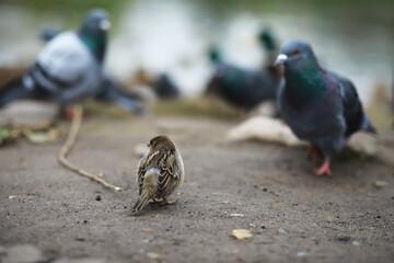 Lonely Sparrow Surrounded by Pigeons on Urban Ground with Blurred Background