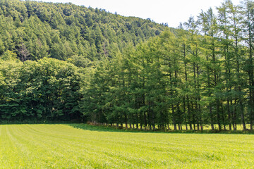 Green Field Bordered by Tall Pine Trees, Hokkaido, Japan