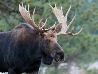 giant bull moose strolling through forest close up and sharp