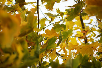 Sunlit Autumn Leaves on Tree Branches with Vibrant Yellow Foliage