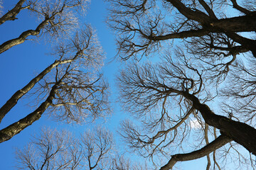 Bare Trees Against Blue Sky in Winter Season Captured from Ground Perspective