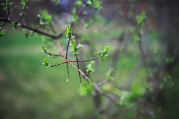 Close-Up of Fresh Green Leaves Budding on Tree Branches in Springtime