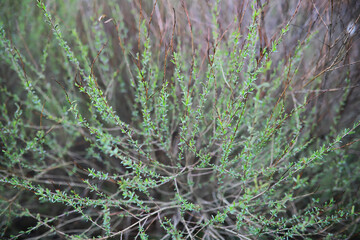 Close-up of Fresh Green Shrubs with Thin Branches