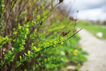 Close-up of Green Foliage with Blurred Pathway in Background on a Sunny Day