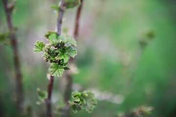 Close-Up of Fresh Green Leaves in Spring - Nature, Growth, New Beginnings, Lush Foliage