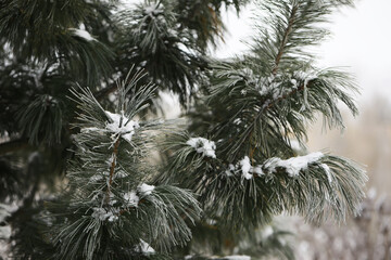 Snow-Covered Pine Tree Branches Captured in Tranquil Winter Landscape