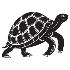 Black and white turtle walking reptile animal