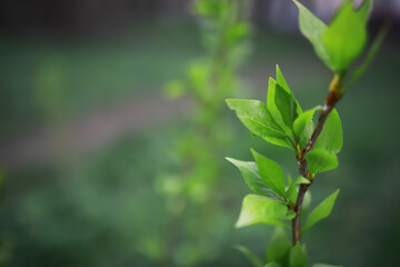 Close-Up of Fresh Green Leaves on a Plant in Springtime Garden with Blurred Background